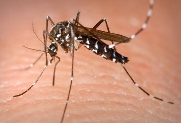 Aedes: 200 Kompaun Dikeluarkan di Terengganu