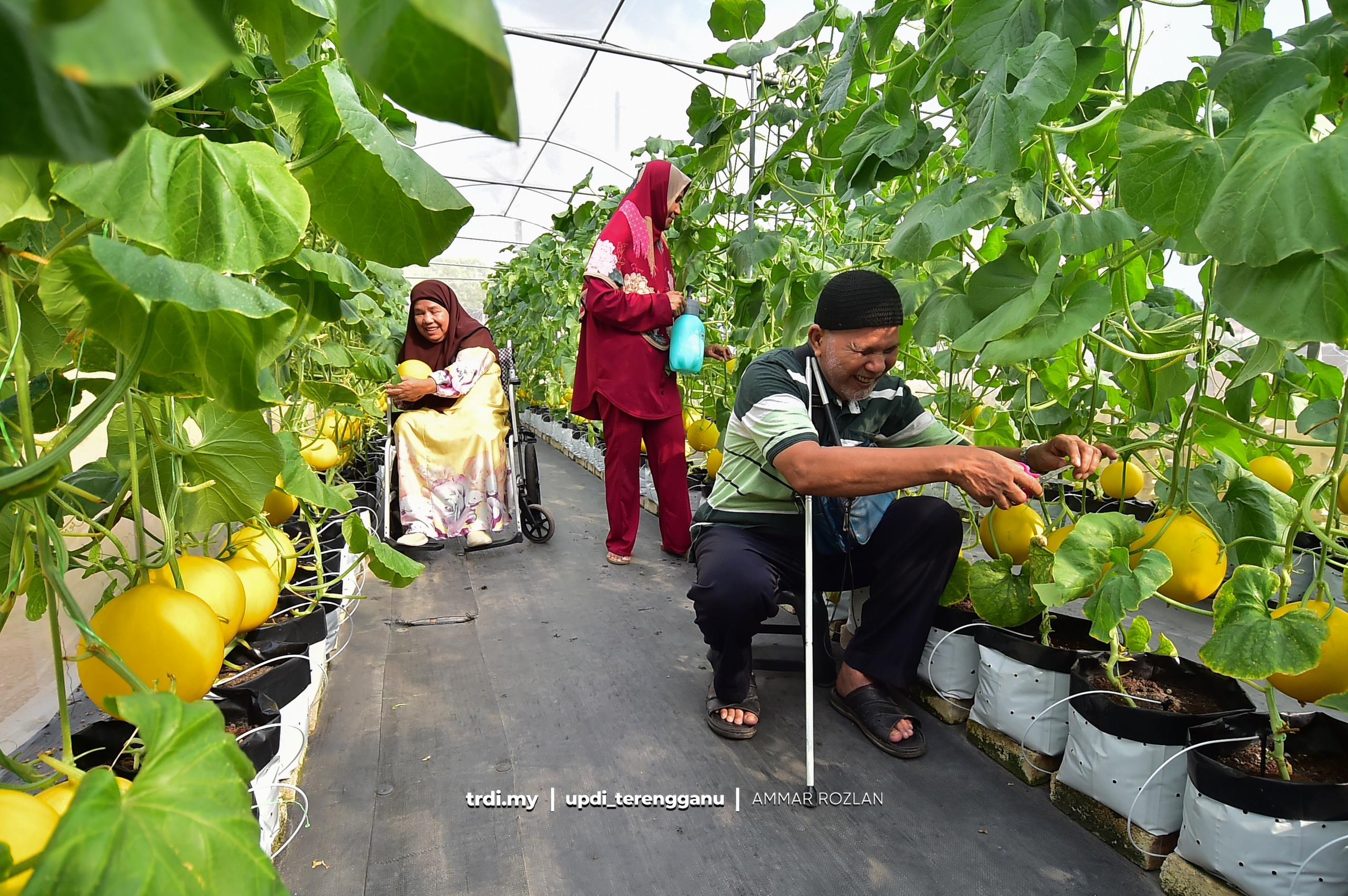 Projek Tanaman Melon OKU Penglihatan Bakal Diperluas