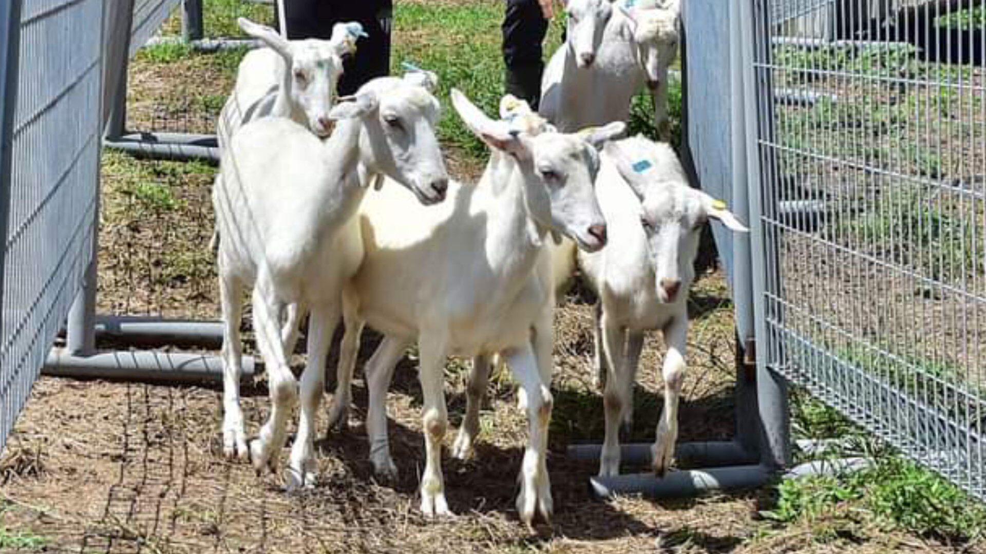 MBKT Lelong 11 Ekor Kambing Tak Dituntut