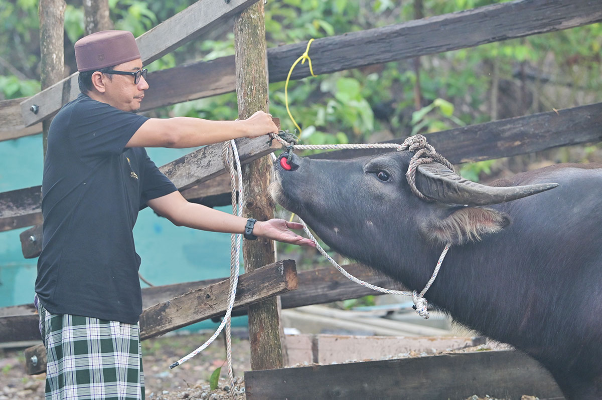 Kerbau Jadi Pilihan Korban Pusat Khidmat DUN Batu Buruk