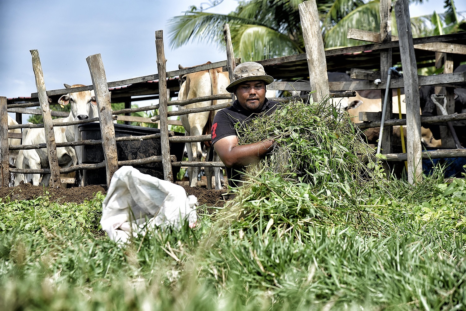 Sanggup Berhenti Kerja Ternak Lembu Sado