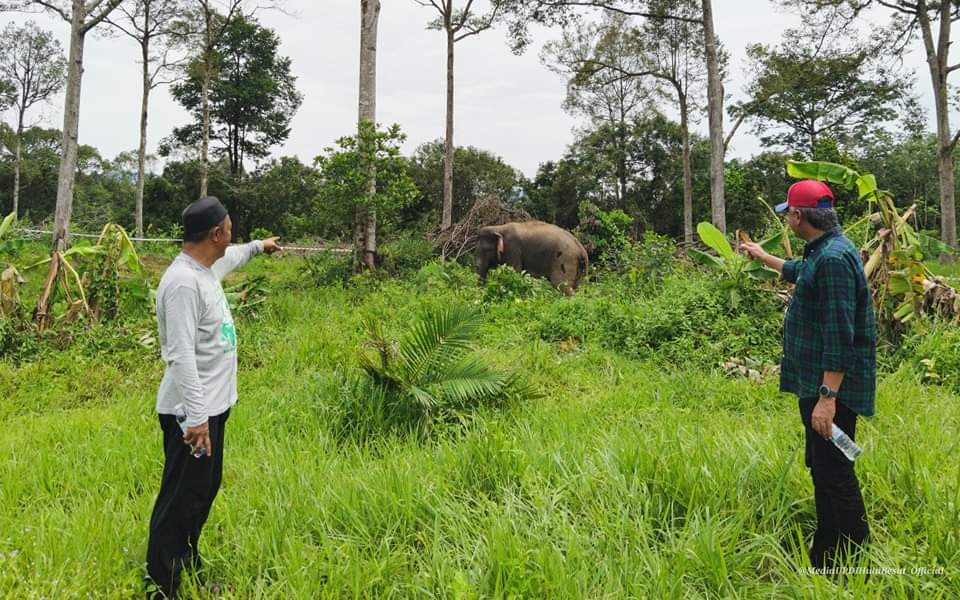 Gajah Liar Berjaya Ditangkap