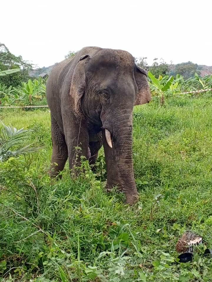 Gajah Ceroboh Kampung Pak Sik Berjaya Ditangkap