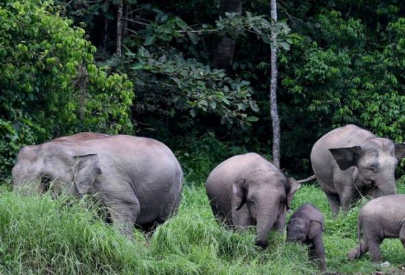 Perhilitan Terengganu Giat Kesan Gajah Liar di Kampung Basung