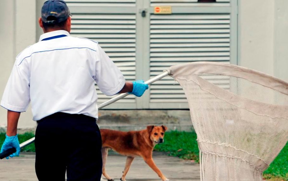 Operasi Penangkapan, Pelupusan Anjing Liar Ikut SOP KPKT