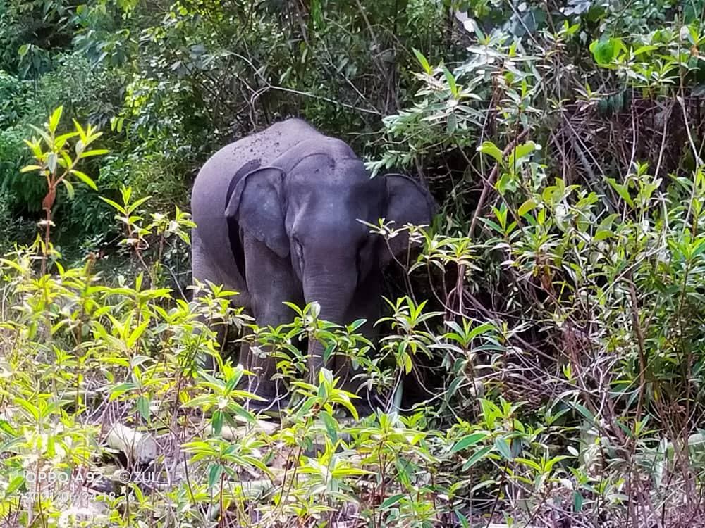 Kerajaan Negeri Terus Komited Atasi Isu Gajah Liar