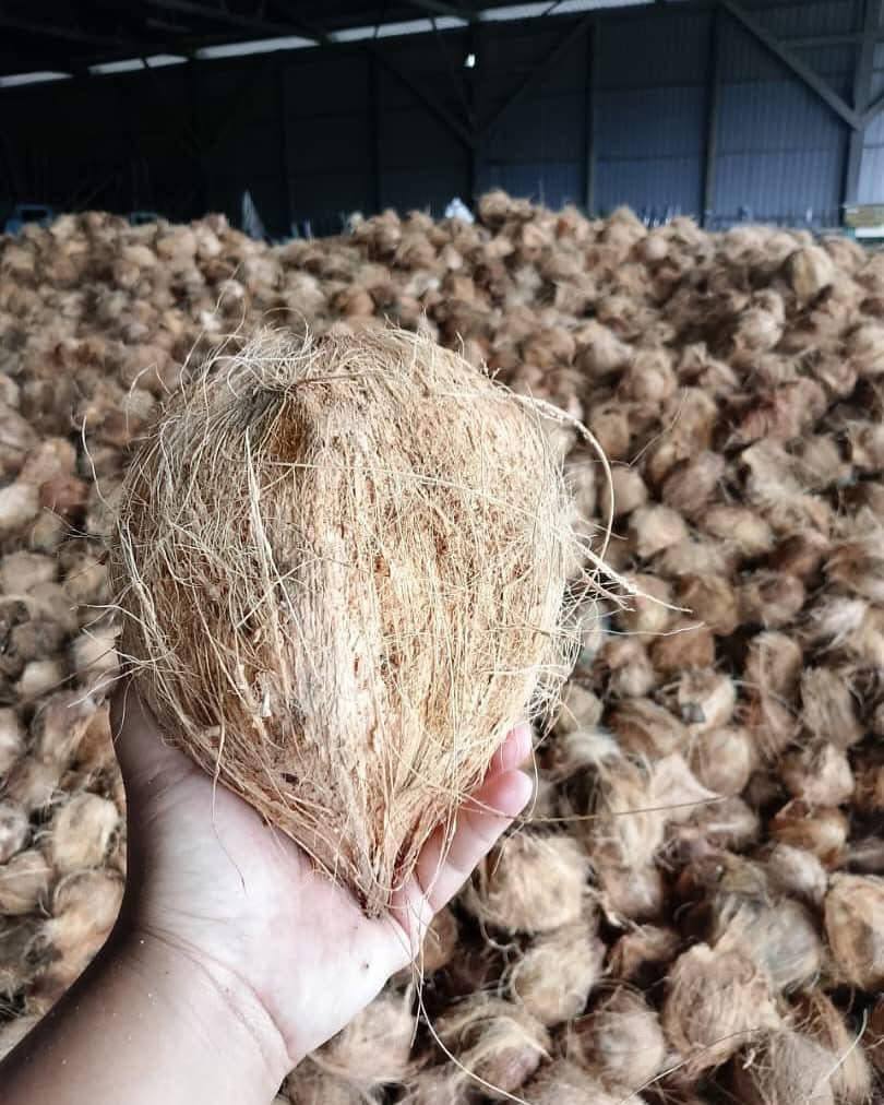 Gloden Pharos Ambil Langkah Proaktif Tangani krisis Kelapa