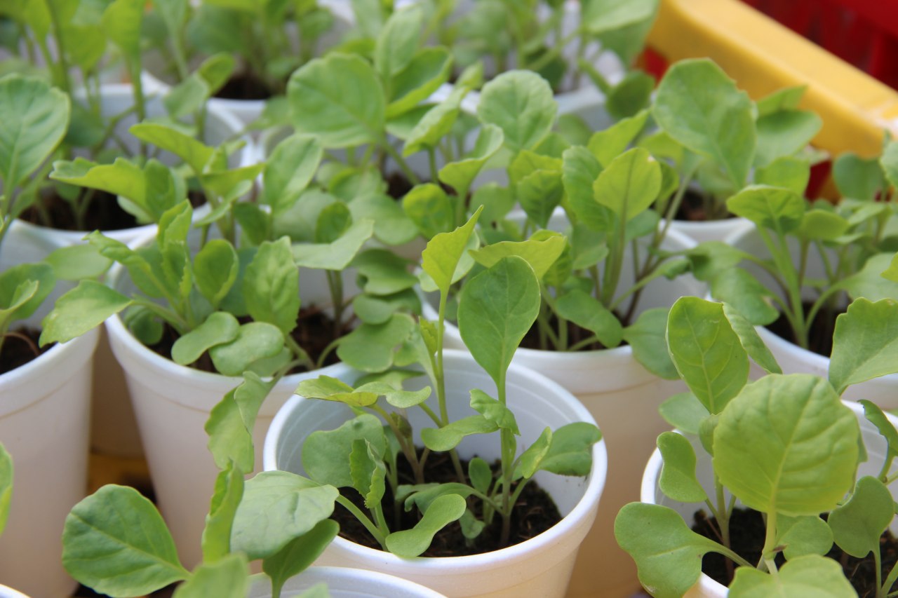 Bancian Pertanian Perlu Lebih Kerap Untuk Data Tepat