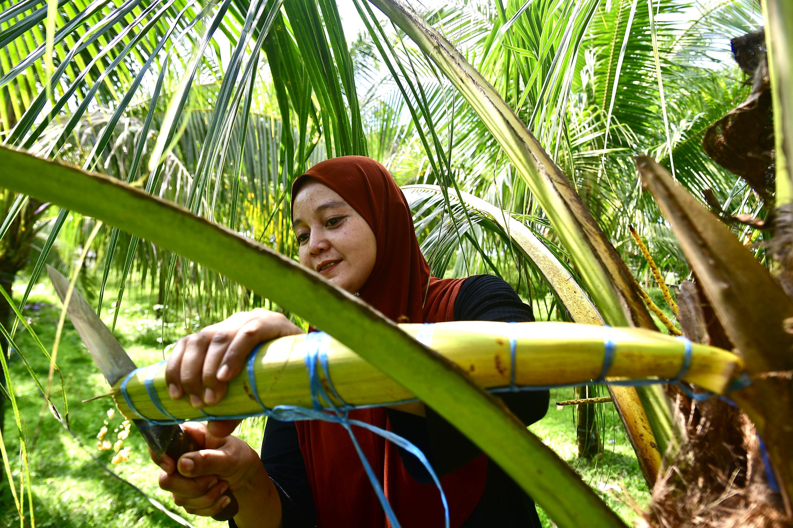 Emy Niar Pecah Dominasi Lelaki, Menyadat Nira