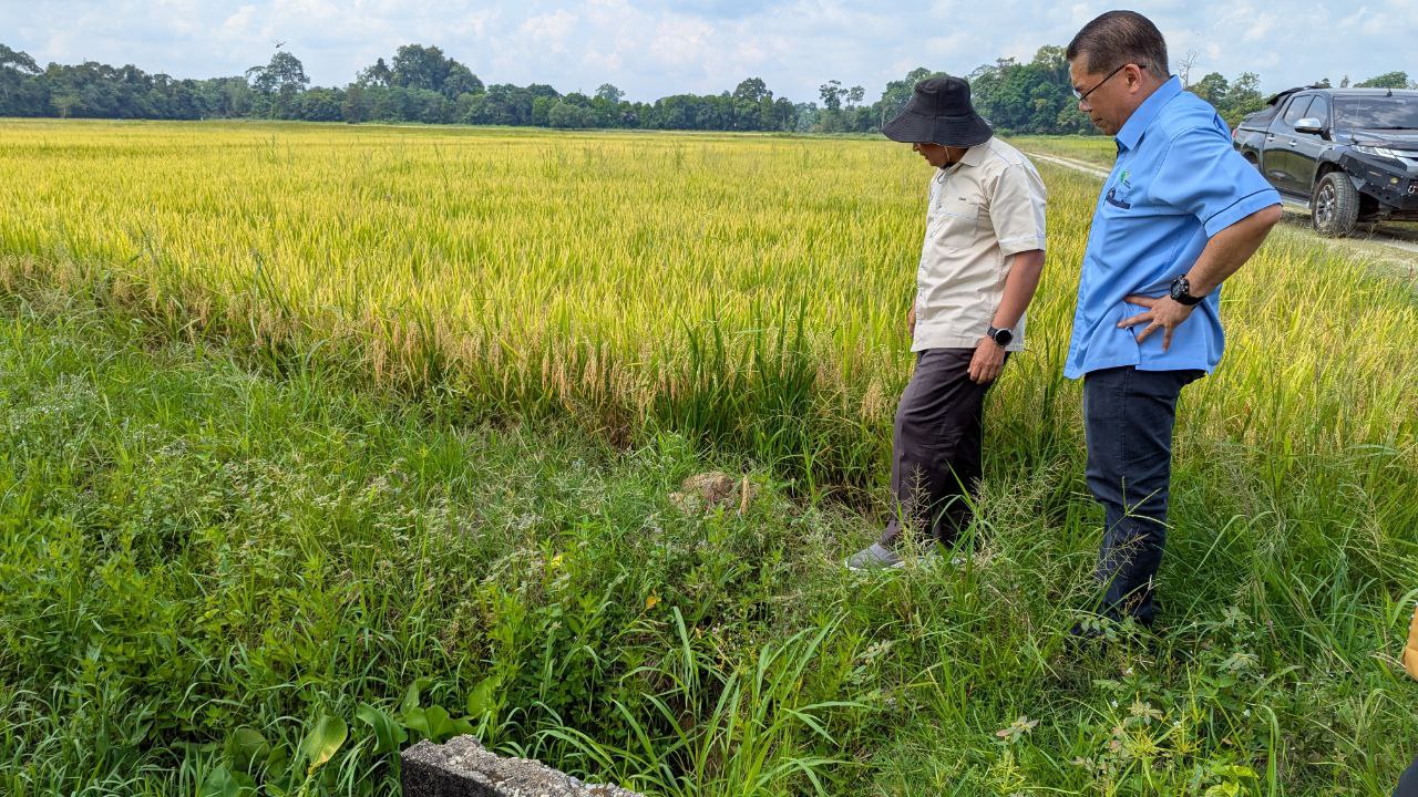 RM1.5 Juta Dibelanja Naik Taraf, Infrastruktur Sawah