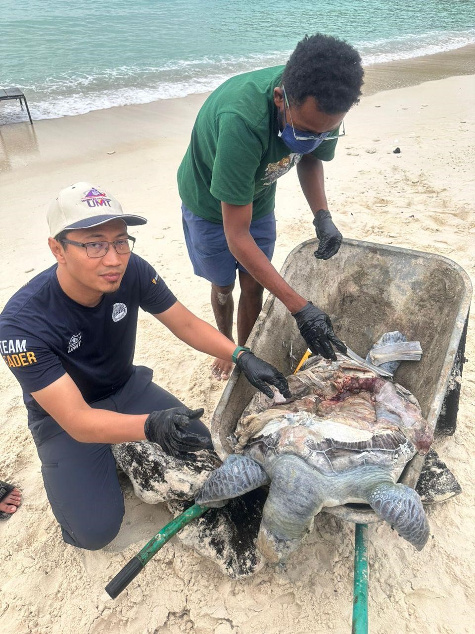 Penyu Mati, Paru-Paru Cedera Parah Terima Hentakan Kuat
