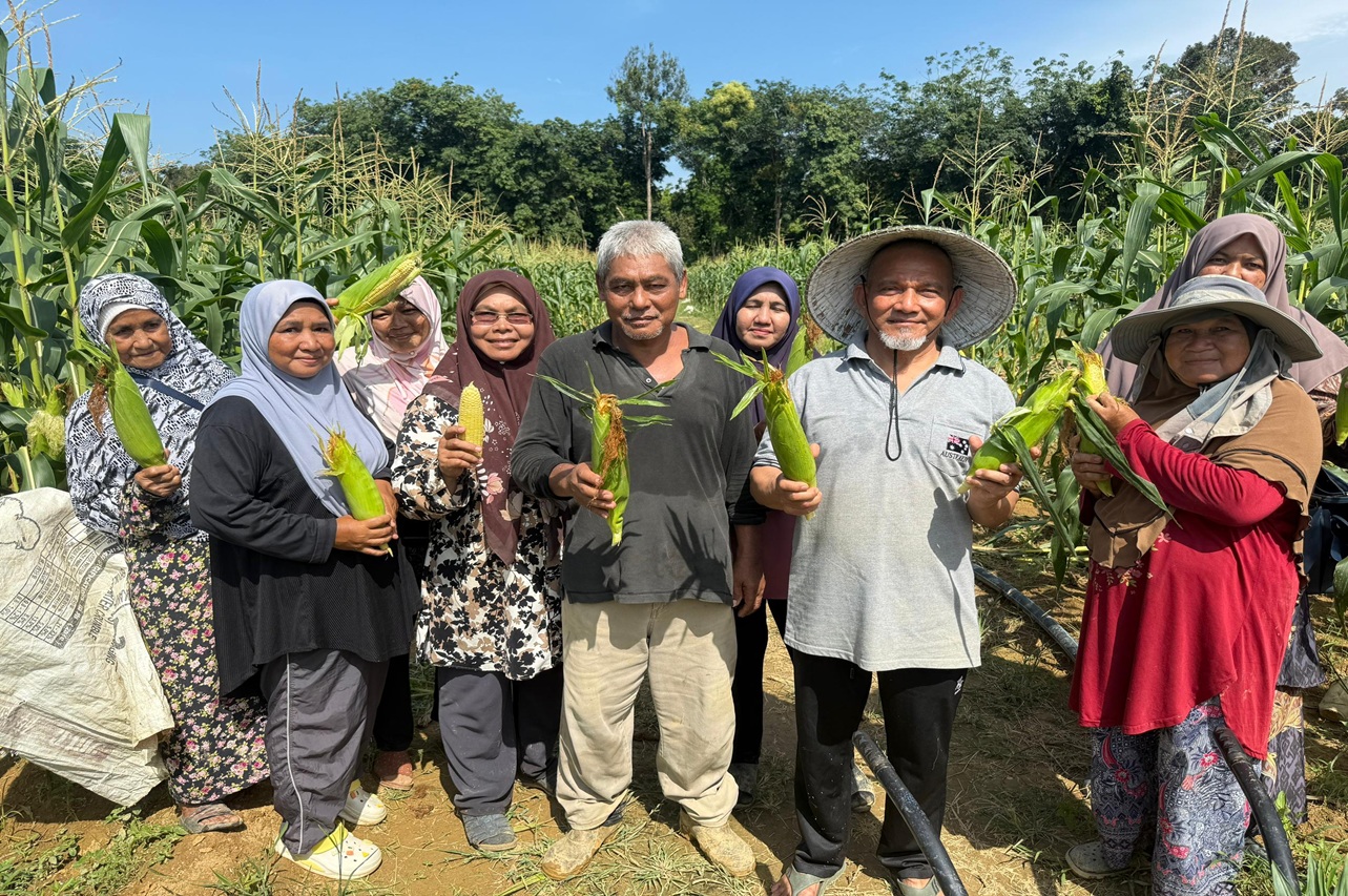 Jagung Hybrid ‘Menjadi’ di Chepoh, Jana Pendapatan Petani