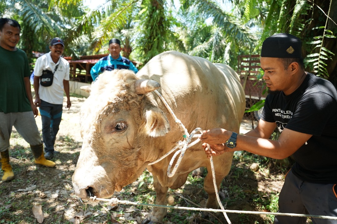 Korban Lembu ‘Sado’ Jadi Perhatian