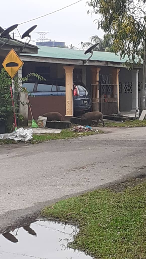 Penduduk Bimbang Binatang Liar Berkeliaran