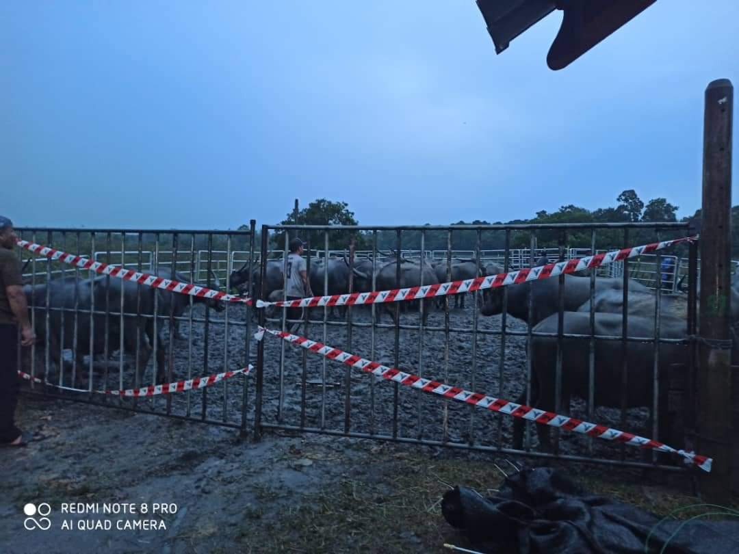 Usaha Gigih JPV ‘Selamatkan’ Kerbau Pak Khamis Dipuji