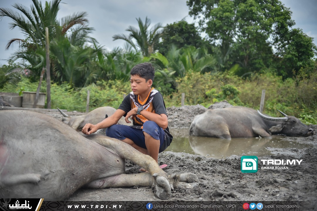 Lebih 30 Kerbau Syukor 'Kampung Boy' Mati Mengejut
