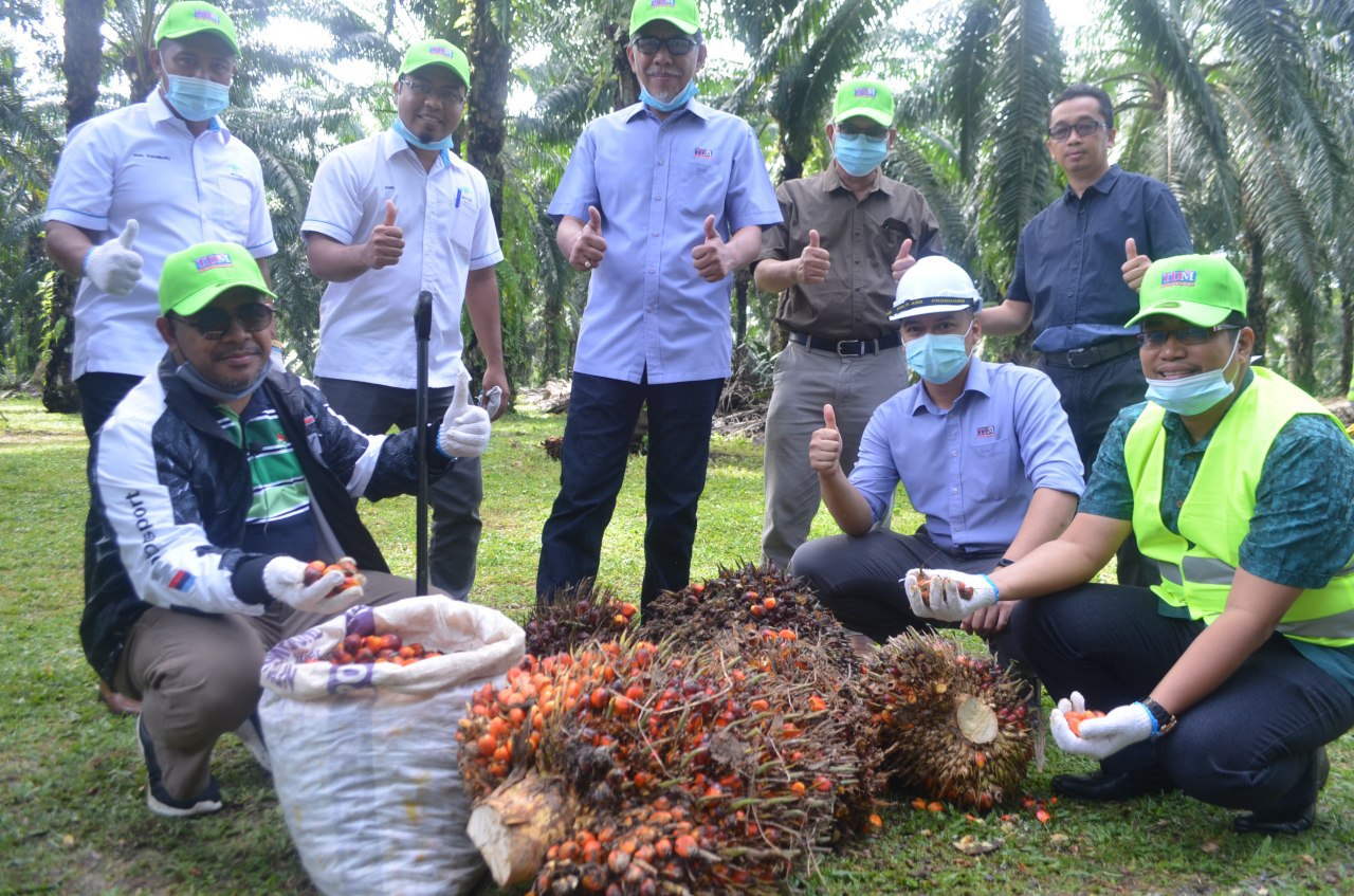 Dedak Isirung Sawit Jimat Kos Industri Ternakan