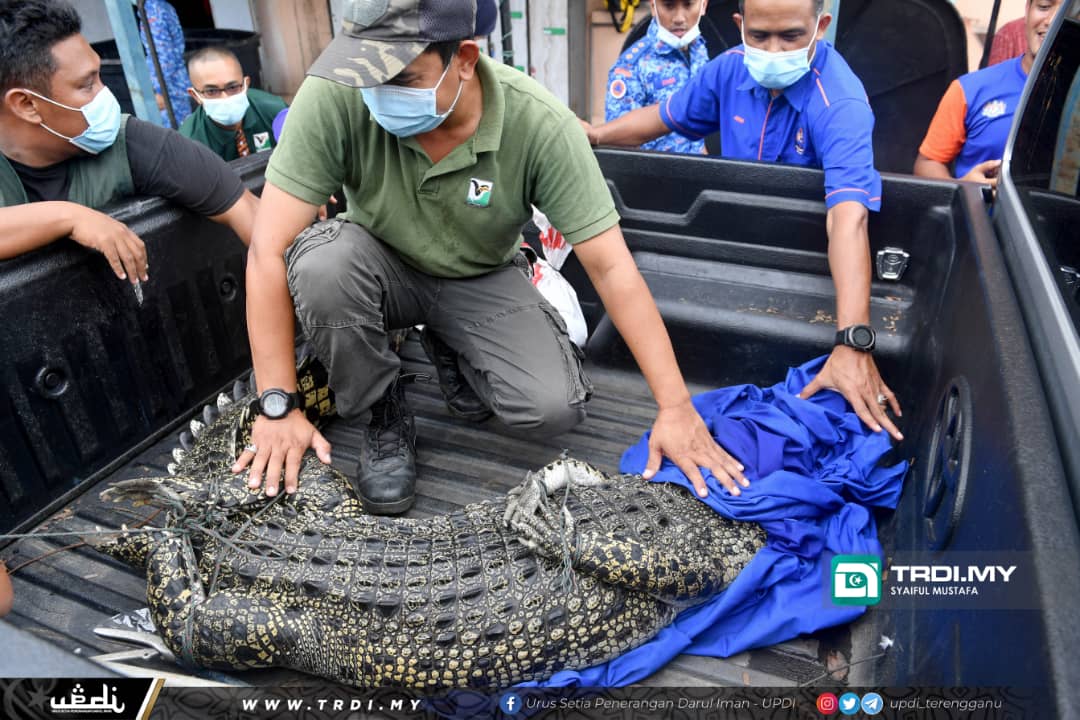 Buaya Seberat 70 Kilogram diserahkan kepada PERHILITAN