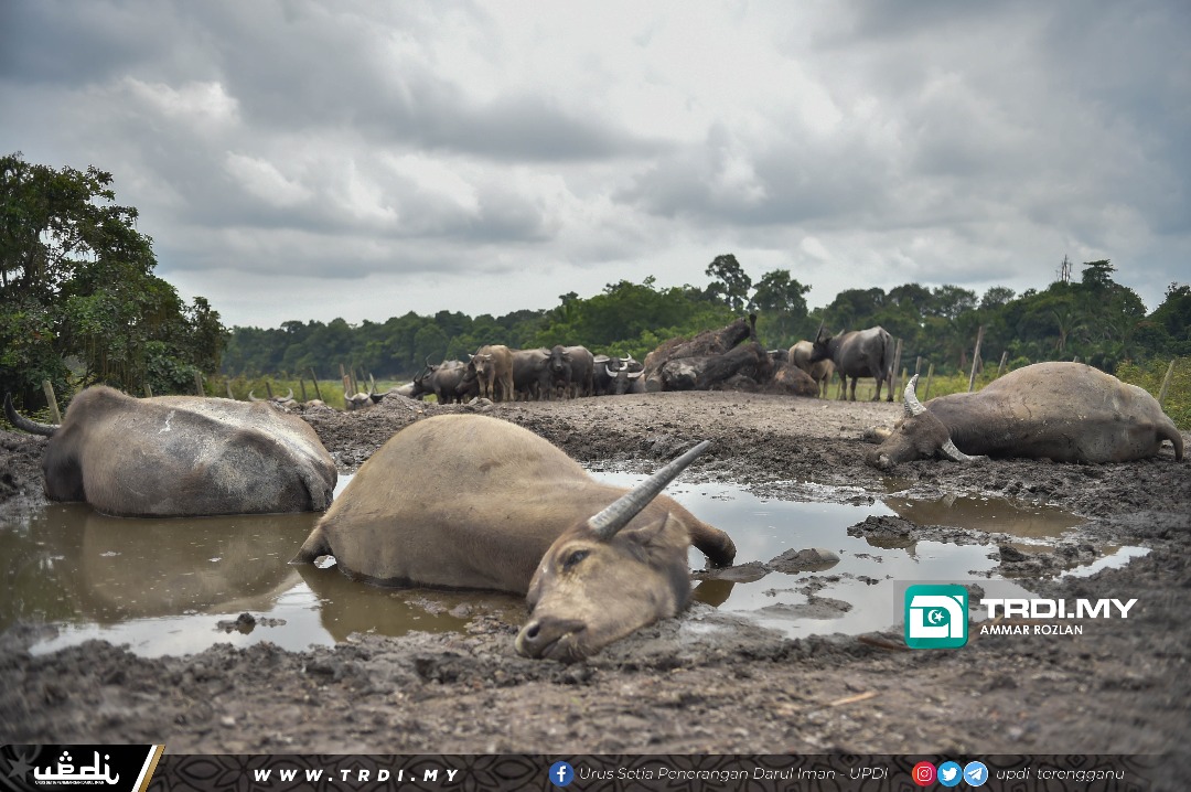 Penyakit Hawar Berdarah Tidak Jangkiti Manusia
