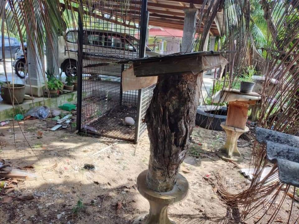 Perangkap Khas Beruang Dipasang