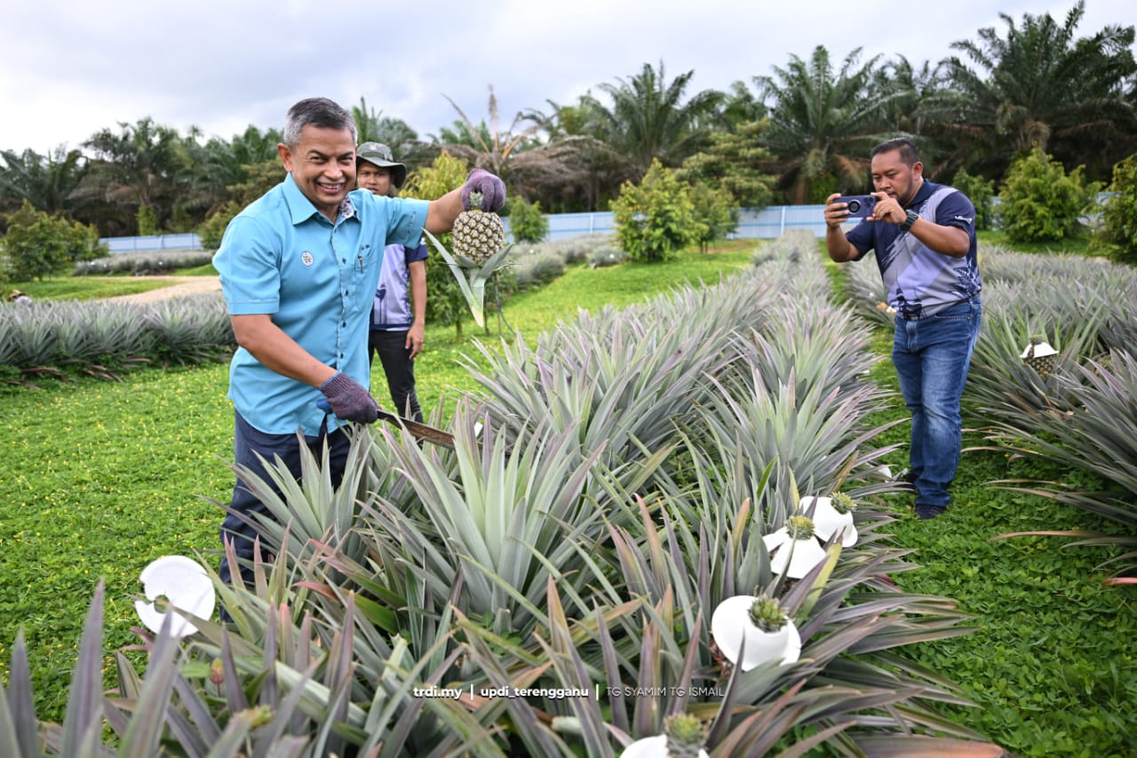 Jerangau Jadi Lokasi Pertama 70,000 Pokok Nanas Varieti SG1 Ditanam di Pantai Timur