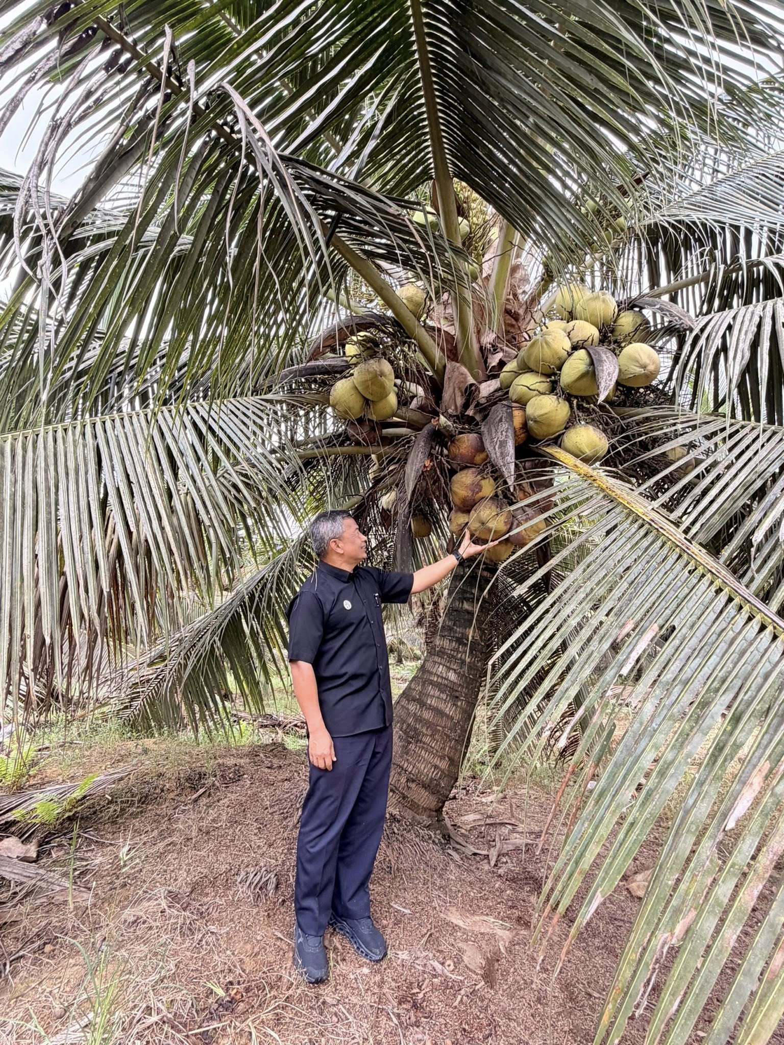 Terengganu Alukan Minat Syarikat Kuwaiti Bangunkan Ladang Kelapa Skala Besar