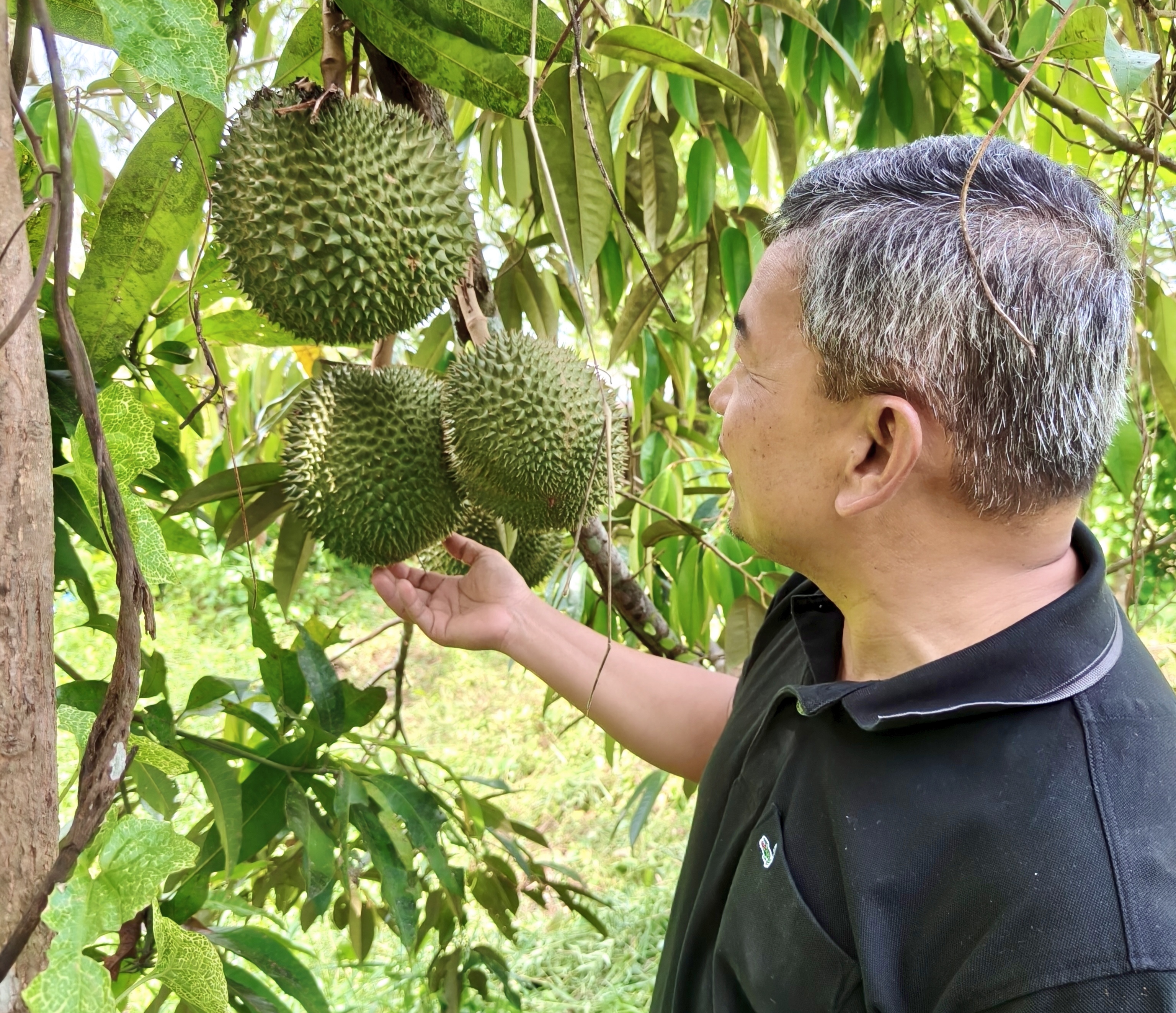 Jawatankuasa Pertanian Terengganu Sedia Pelan Alternatif Hadapi Risiko Lambakan Durian