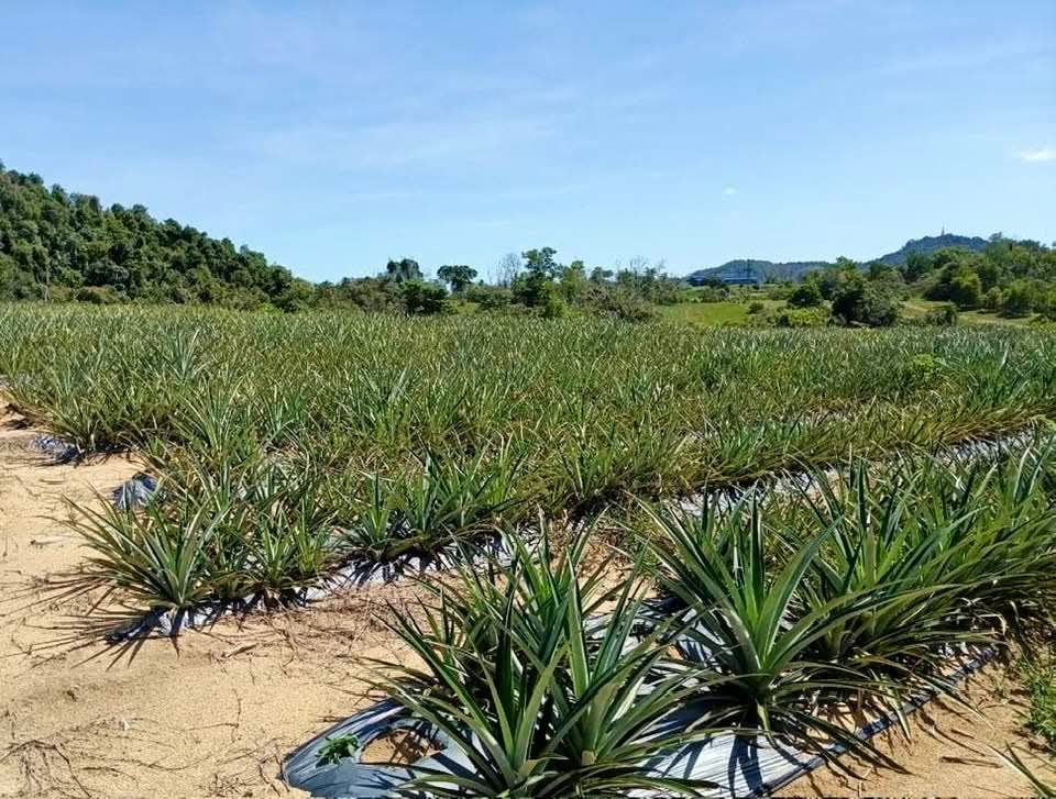 TADC Pacu Projek Tanaman Nanas MD2 Di Kampung Pak Kancil, Lonjak Pendapatan Usahawan Tani