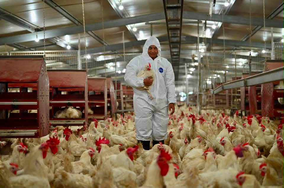 Terengganu Sasar Keluar 1 Juta Ekor Ayam Sepusingan, Jalin Kerjasama Dengan CAB Cakaran