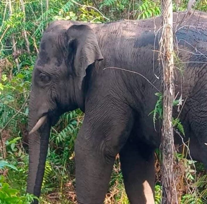 Gajah : Tangkap Pindah Penyelesaian Terbaik , Bukan Memisahkan Keluarga 