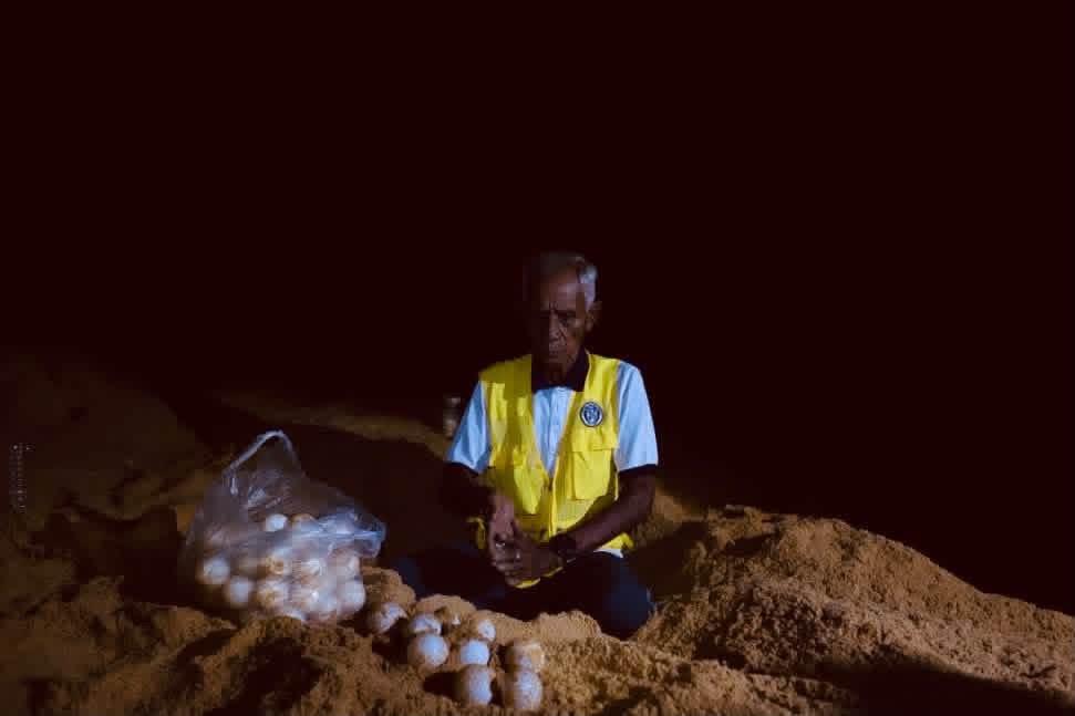 Penyu Belimbing Kembali Bertelur Dua Kali Dalam Semusim Di Rantau Abang