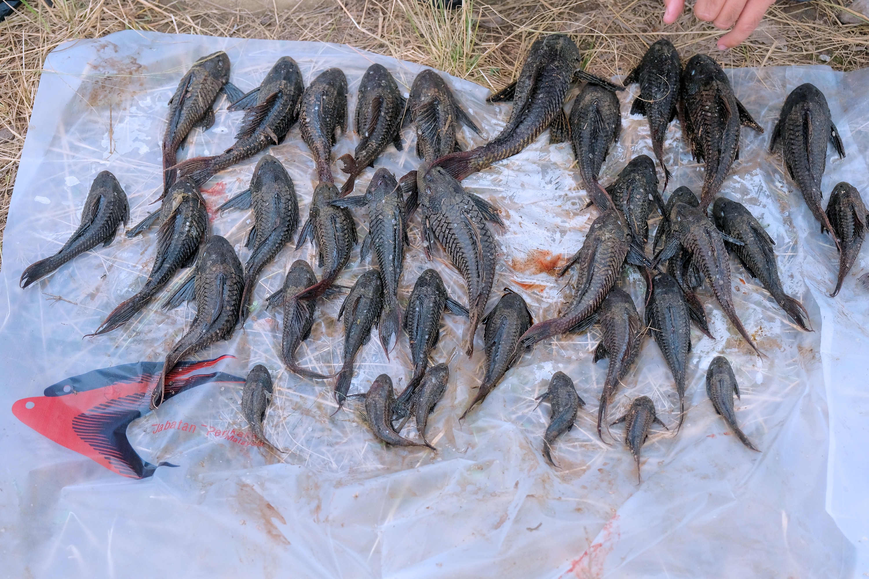 Program Mitigasi Ikan Asing Lindungi Ekosistem Perairan