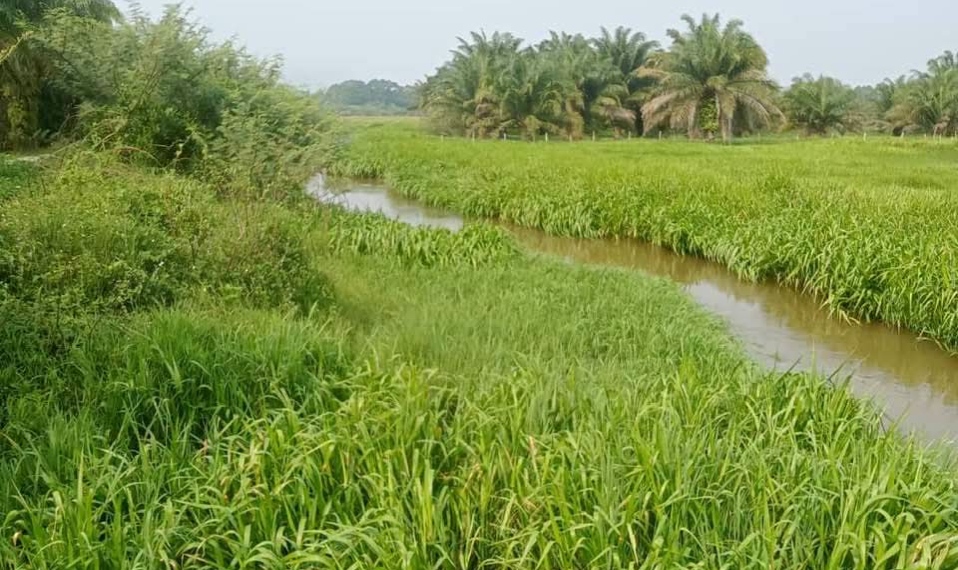 Terengganu Beri Jaminan Sistem Saluran Air Buang Sawah Padi Gong Telikong  Dibersihkan Segera