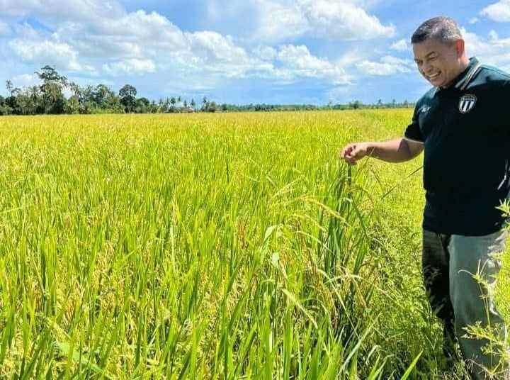 Pengeluaran Padi Terengganu Meningkat , Rekod 60,750 Metrik Tan Pada 2025