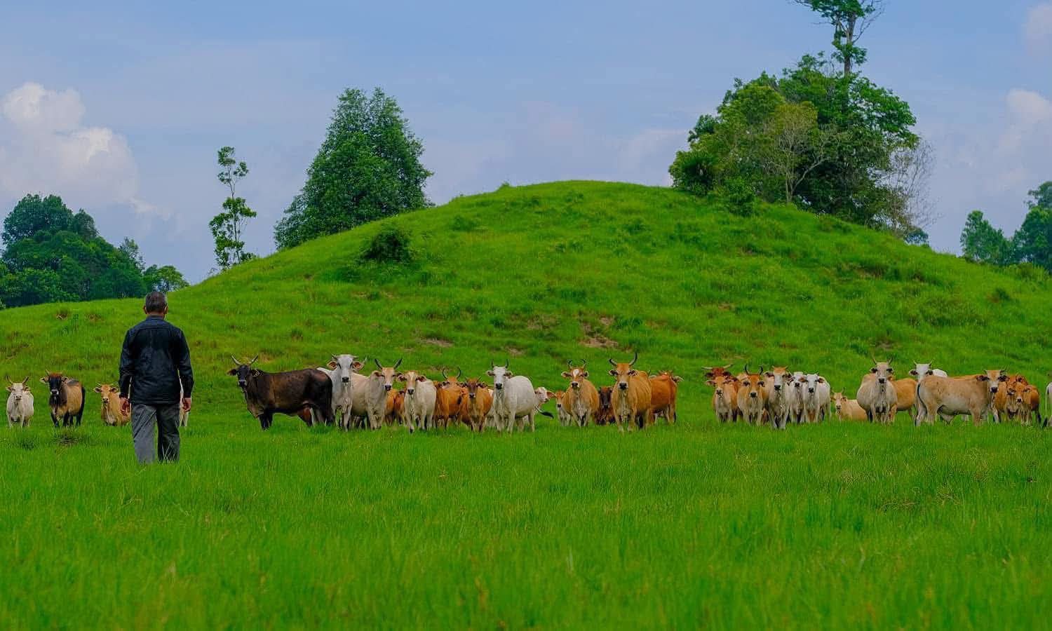 Populasi Lembu Berdaftar Terengganu Catat Peningkatan, Cecah 107,531 Ekor Bagi Tahun 2025
