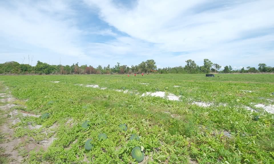 Lapan Usahawan Tempatan Di Kg Setia Jaya Merang Teroka Projek Tembikai 20 Hektar
