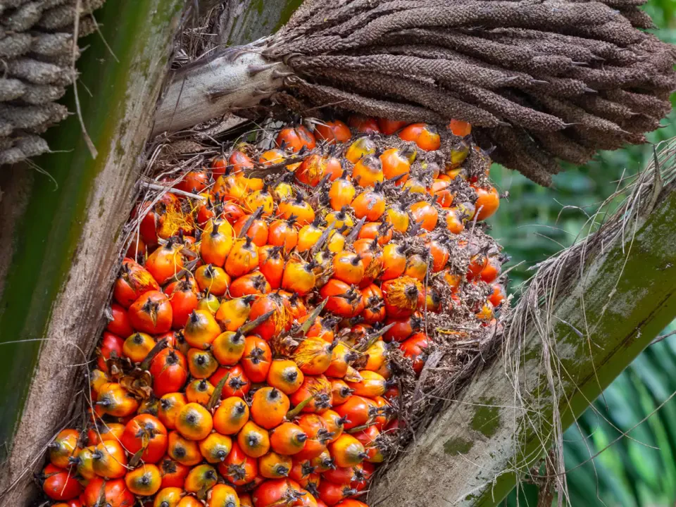 Sawit TDM Diiktiraf Antarabangsa