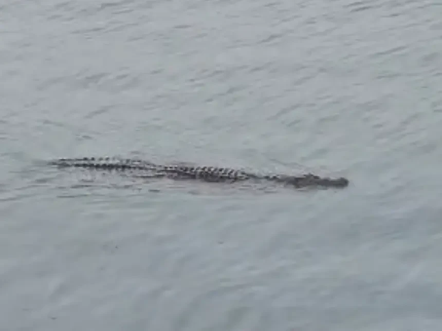Nelayan 'Kecut Perut' Buaya Singgah di Pelabuhan Kemaman