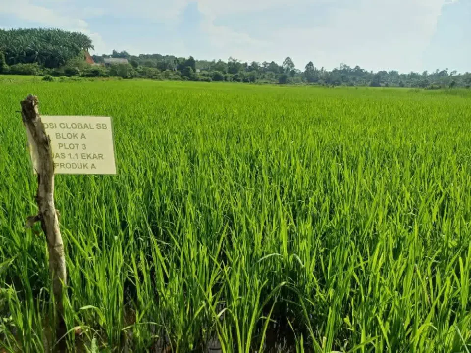 Kerajaan Terengganu Giat Pulihkan ‘Projek Gajah Putih’