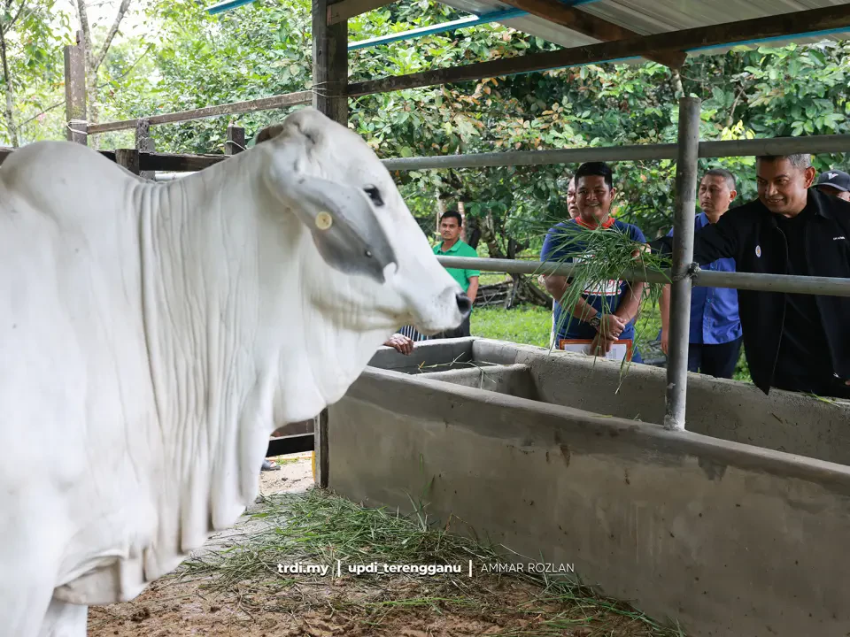 Hanya Penternak Tulen Layak Terima Lembu Baka Premium