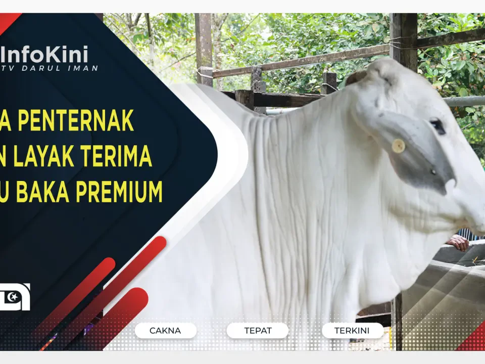 Hanya Penternak Tulen Layak Terima Lembu Baka Premium