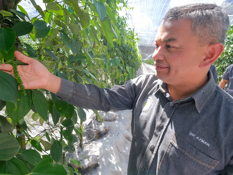 Ladang Lada Hitam Setiu Beroperasi, 83 Peratus Tenaga Kerja Anak Terengganu