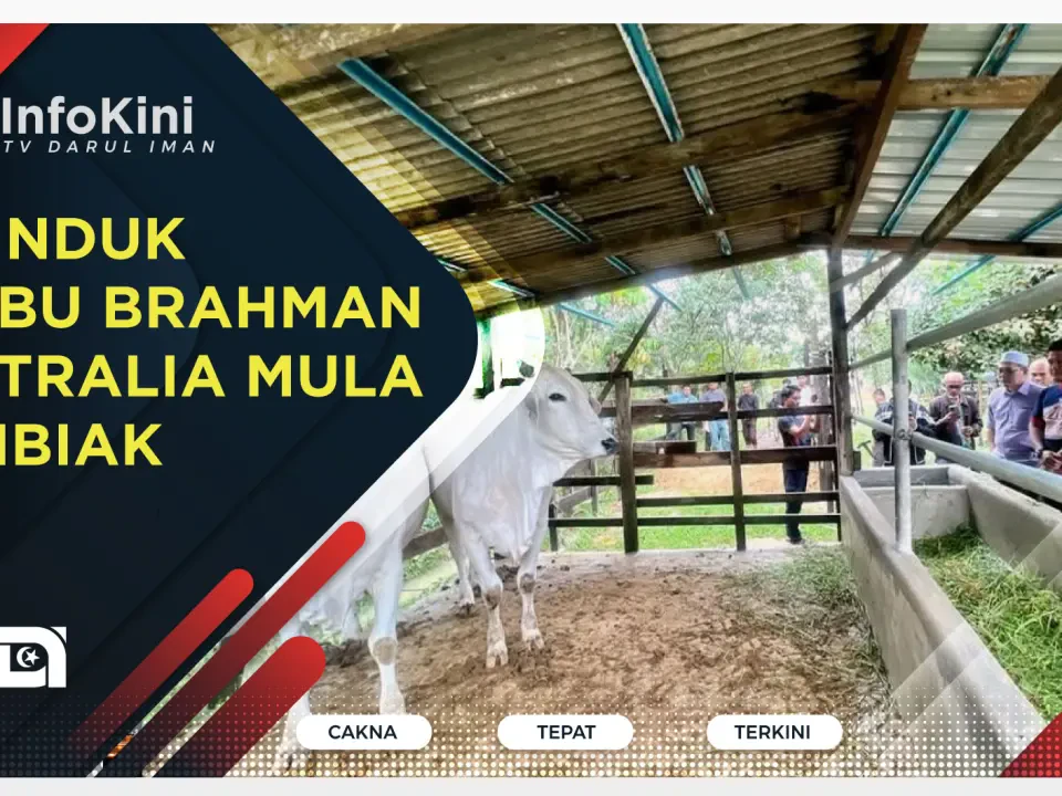 128 Induk Lembu Brahman Australia Mula Membiak