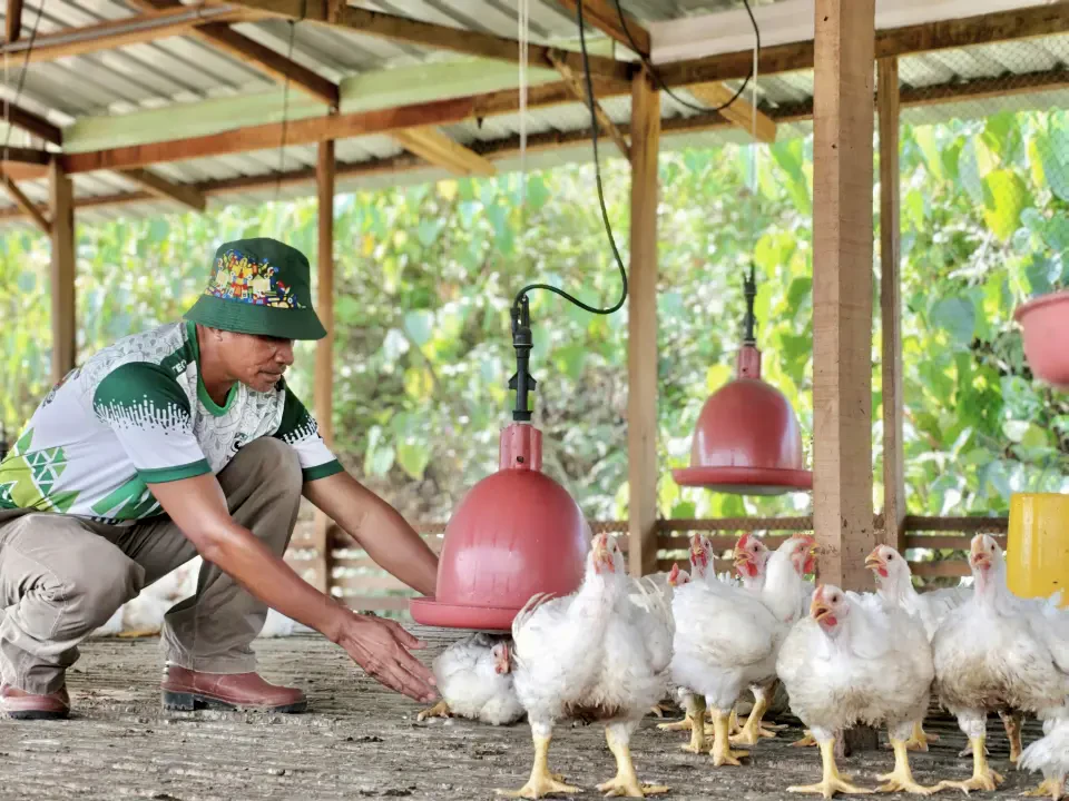 JPKK Kampung Bahagia Jabi Teraju Projek Ternakan Ayam