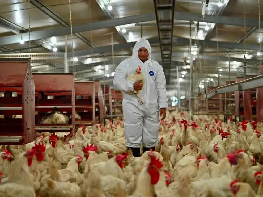 Terengganu Sasar Keluar 1 Juta Ekor Ayam Sepusingan, Jalin Kerjasama Dengan CAB Cakaran