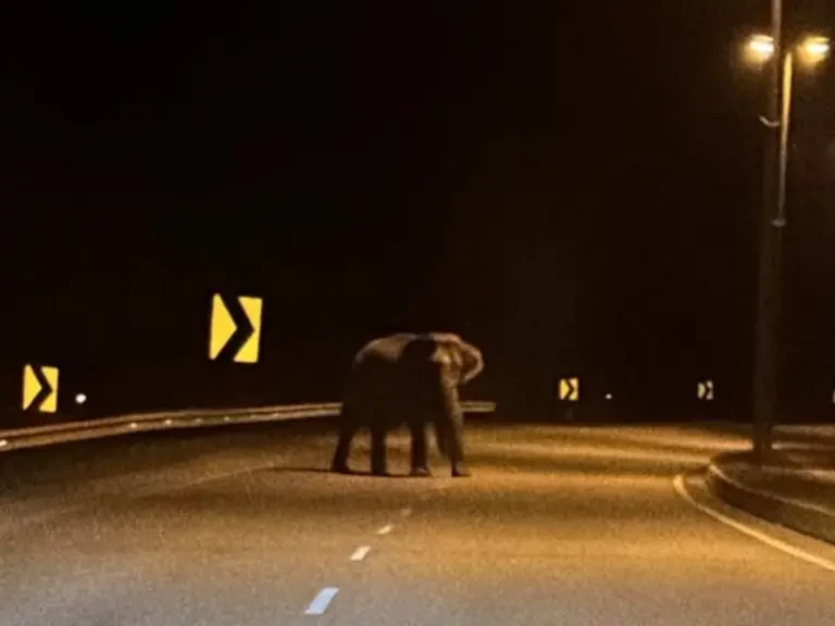 Penemuan Gajah Liar di Kijal Gemparkan Penduduk
