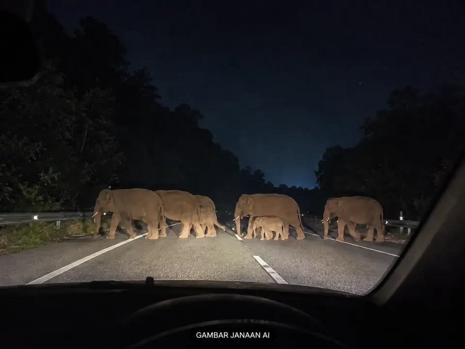 MPV Rempuh Gajah di LPT2, PERHILITAN Guna Dron Kesan Kawanan