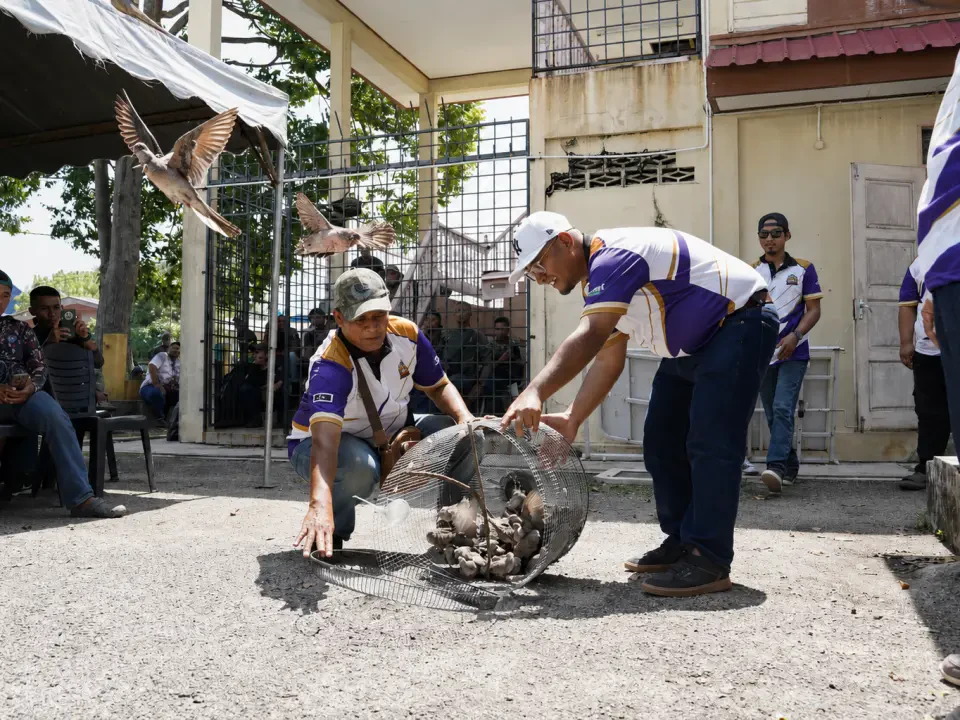 Hobi Memikat Tekukur, Ketitir Makin Popular, Tarik 250 Peserta Tiga Negeri