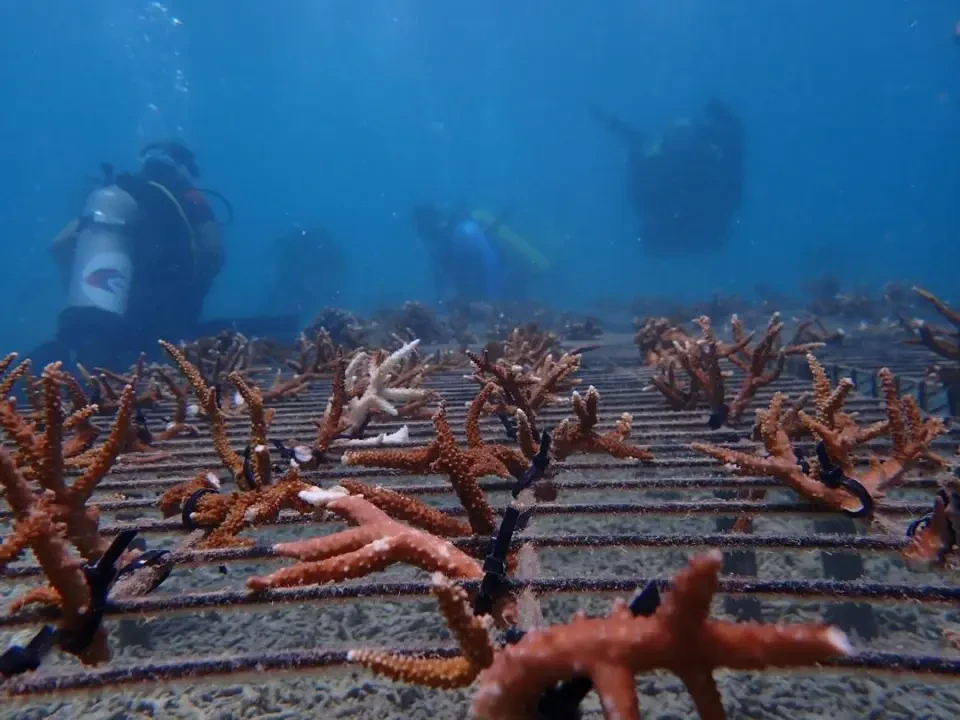Kerosakan Terumbu Karang Ancam Habitat, Biodiversiti Marin