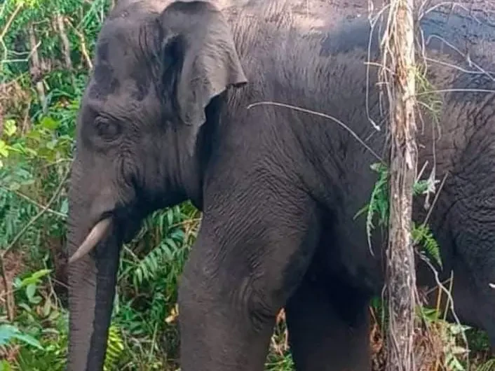 Gajah : Tangkap Pindah Penyelesaian Terbaik , Bukan Memisahkan Keluarga 